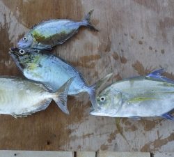 本部釣りイカダ 釣果