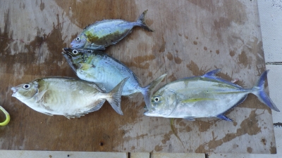 本部釣りイカダ 釣果