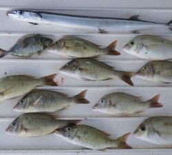 本部釣りイカダ 釣果