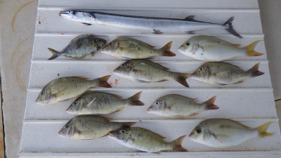 本部釣りイカダ 釣果