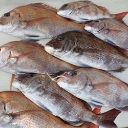 松本釣船２ 釣果