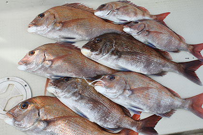 松本釣船２ 釣果