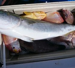 海龍丸(福岡) 釣果