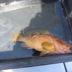 海龍丸(福岡) 釣果
