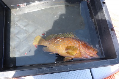 海龍丸(福岡) 釣果