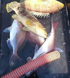 海龍丸(福岡) 釣果