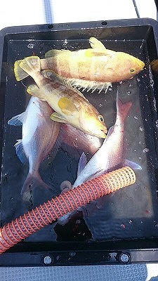 海龍丸(福岡) 釣果