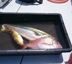 海龍丸(福岡) 釣果