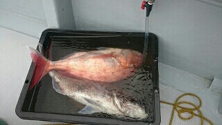 海龍丸(福岡) 釣果