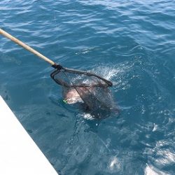 海龍丸(福岡) 釣果