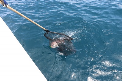 海龍丸(福岡) 釣果