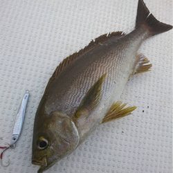 マタウマリンサービス 釣果