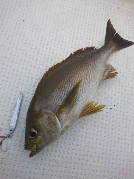 マタウマリンサービス 釣果