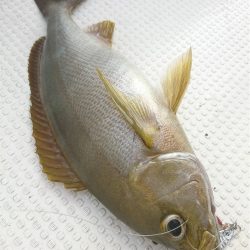 マタウマリンサービス 釣果