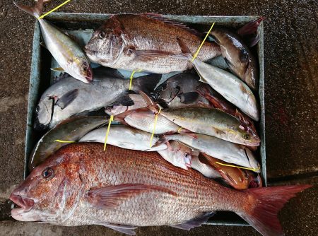 明神釣船 釣果