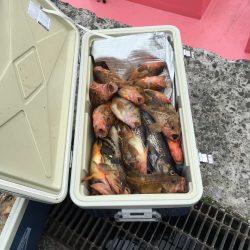 第八平成丸 釣果