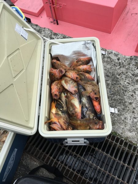 第八平成丸 釣果