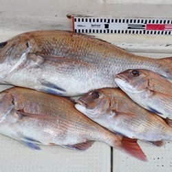 松本釣船２ 釣果