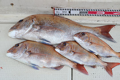 松本釣船２ 釣果