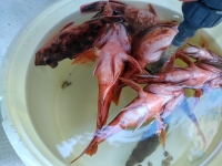 おおせき丸 釣果