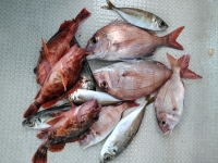 おおせき丸 釣果