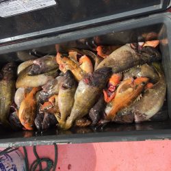 第八平成丸 釣果