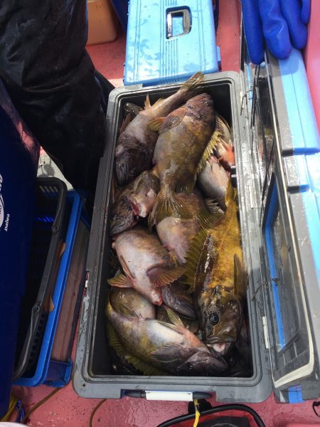 第八平成丸 釣果