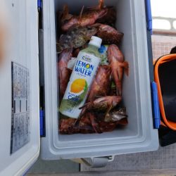内浜丸 釣果