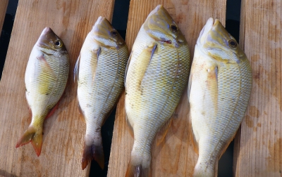 本部釣りイカダ 釣果