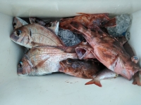 おおせき丸 釣果