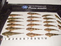 オーシャンマスター 釣果