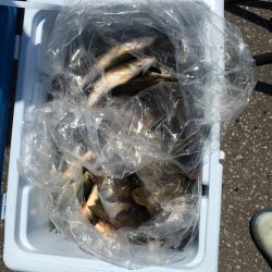 第八平成丸 釣果