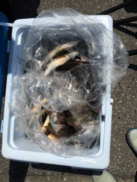 第八平成丸 釣果