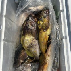 第八平成丸 釣果