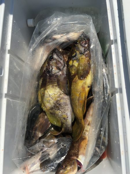 第八平成丸 釣果