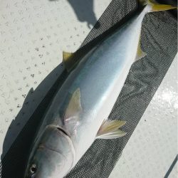 マタウマリンサービス 釣果