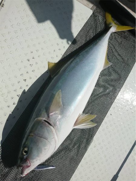 マタウマリンサービス 釣果