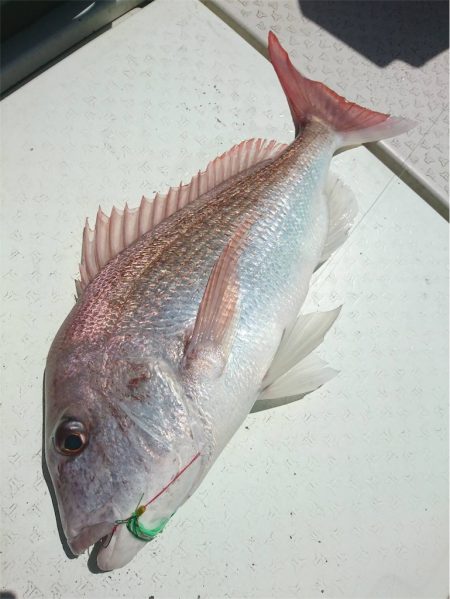 マタウマリンサービス 釣果