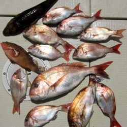 来温丸（らいおんまる） 釣果