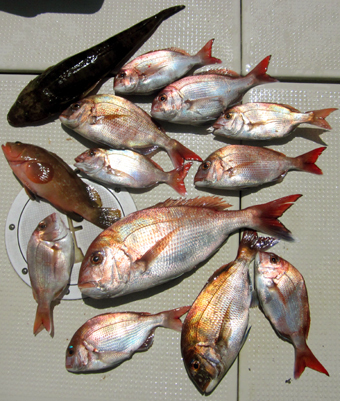 来温丸（らいおんまる） 釣果