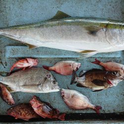 明神釣船 釣果