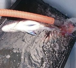 海龍丸（福岡） 釣果