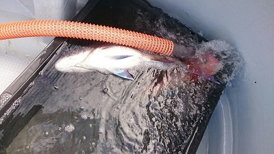 海龍丸（福岡） 釣果