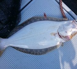 海龍丸（福岡） 釣果