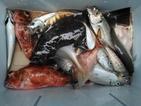 おおせき丸 釣果