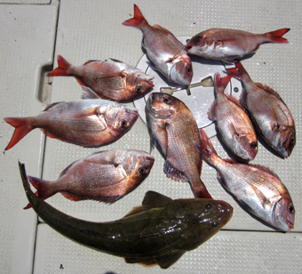 来温丸（らいおんまる） 釣果