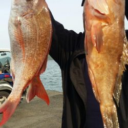 オーフリー 釣果