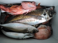 おおせき丸 釣果