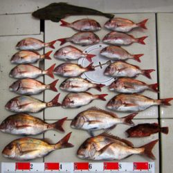 来温丸(らいおんまる) 釣果