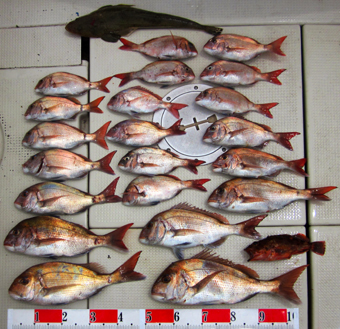 来温丸（らいおんまる） 釣果